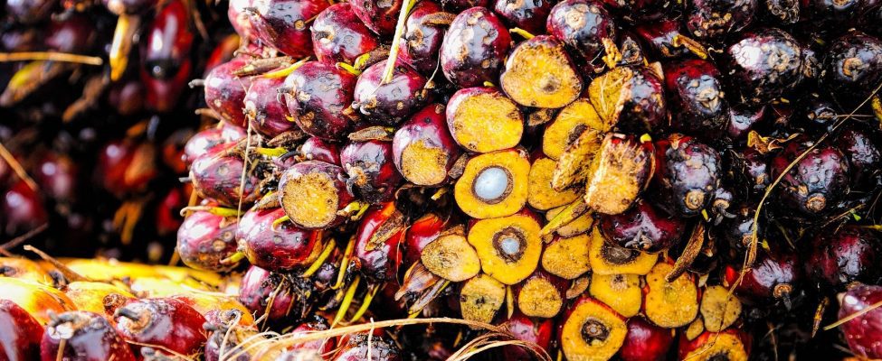 RSPO Supply Chain Certification for Palm Oil